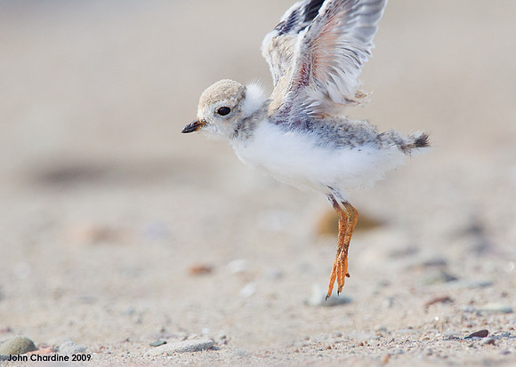 Piping Plover (7942)