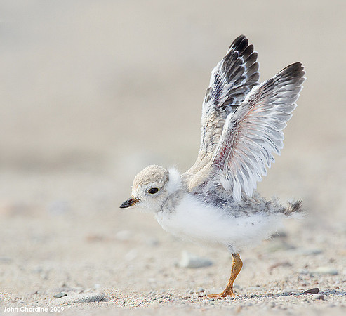 Piping Plover 7941)