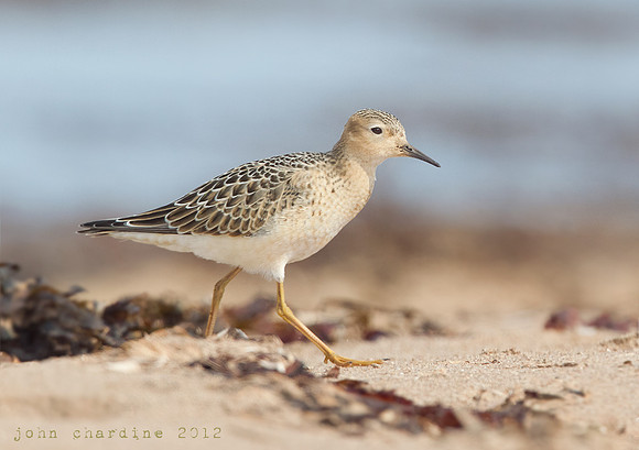 Buff-breasted Sandpiper (1934)