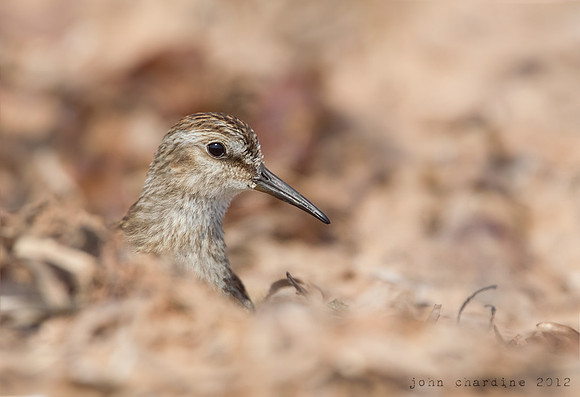 Least Sandpiper (1702)