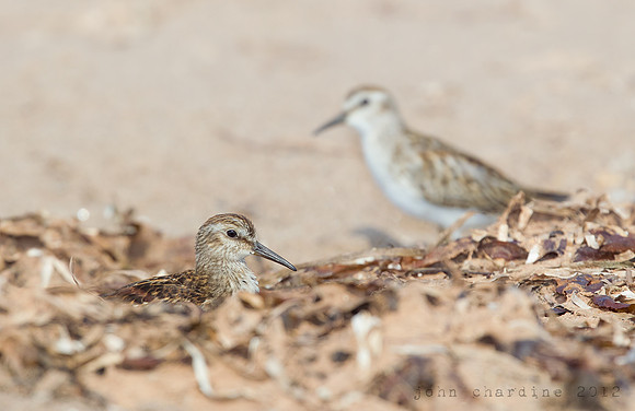 Least Sandpiper (1867)