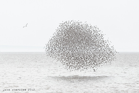 Semipalmated Sandpiper (2373)