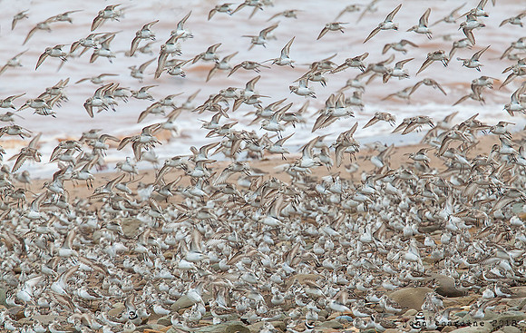 Semipalmated Sandpiper (1917)
