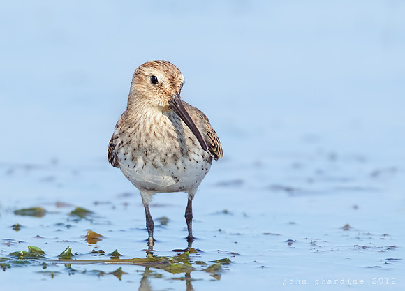 Dunlin (2652)