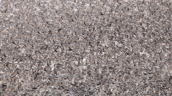 Semipalmated Sandpiper (2528)