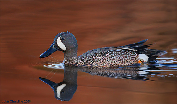 Blue-winged Teal (0105)