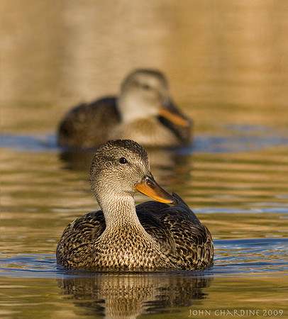 Mallard (0101)