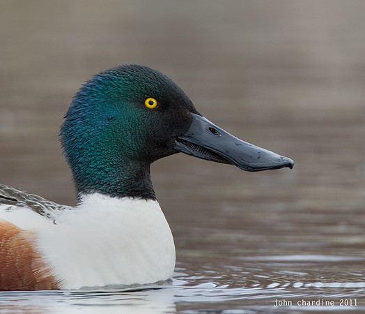 Northern Shoveler (8435)