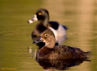 Ring-necked Duck (9415)