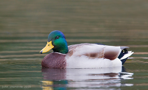 Mallard (3682)