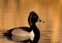 Ring-necked Duck (7560)