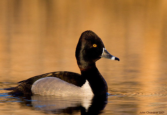 Ring-necked Duck (7560)