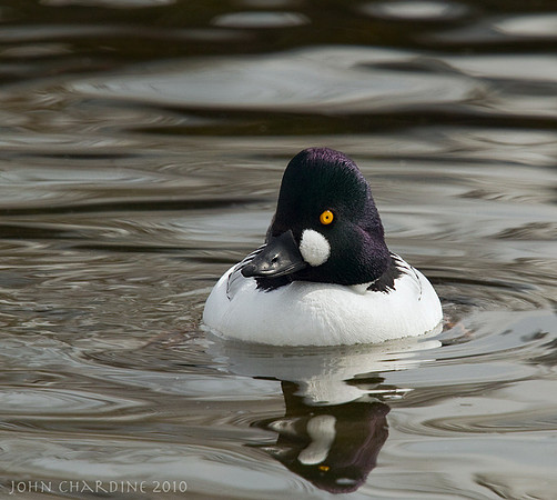 Common Goldeneye (4140)