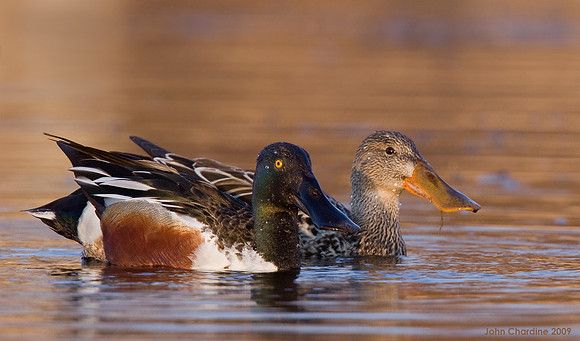 Northern Shoveler (9591)