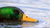 Mallard (5363)