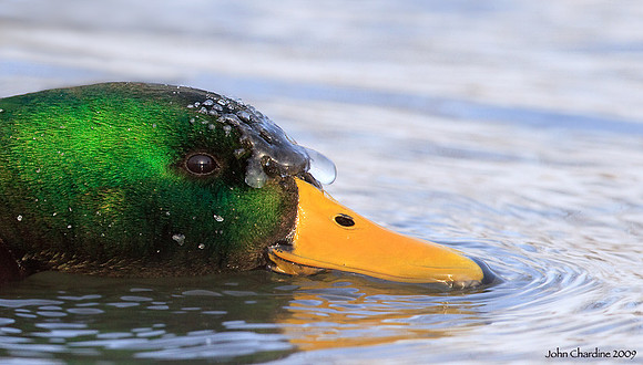 Mallard (5363)