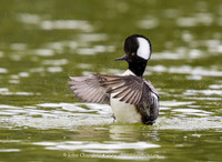 Hooded Merganser 1105