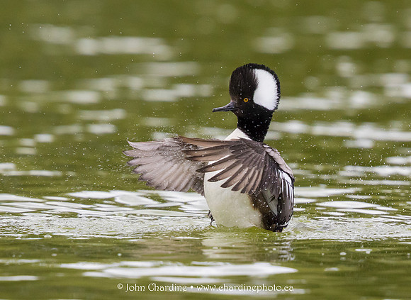 Hooded Merganser 1105