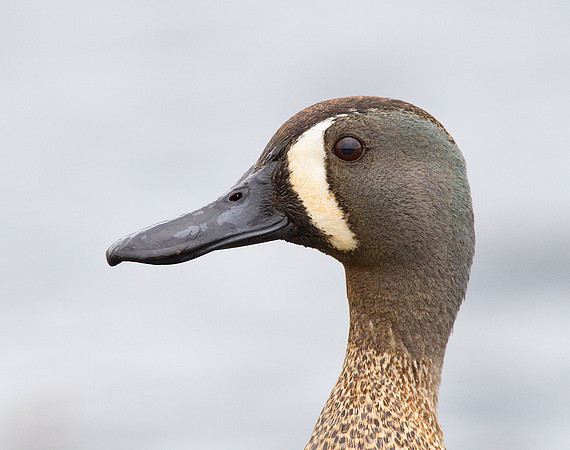 Blue-winged Teal (9059)
