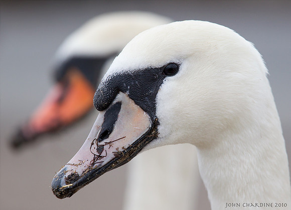 Mute Swan (2872)