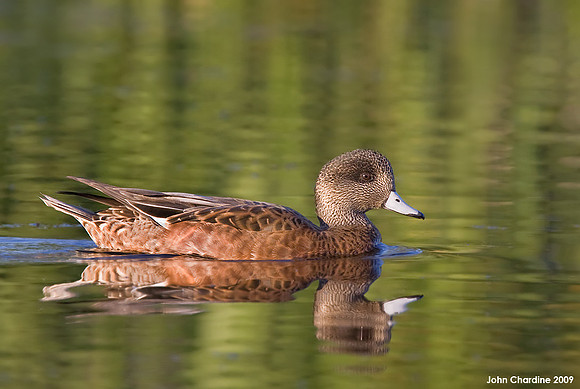 American Wigeon 0444)
