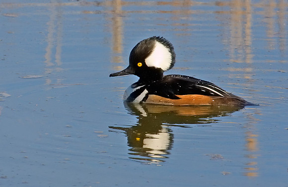 Hooded Merganser