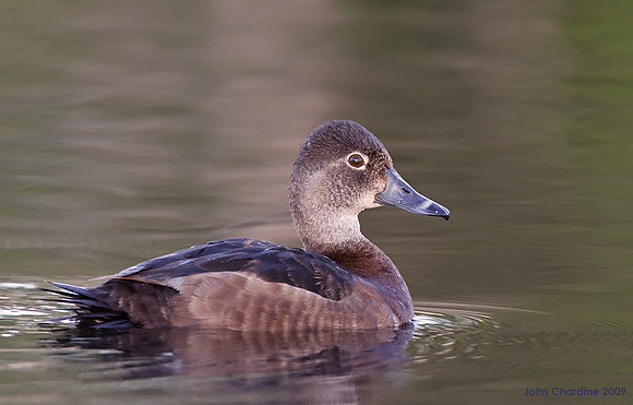Ring-necked Duck (9383)