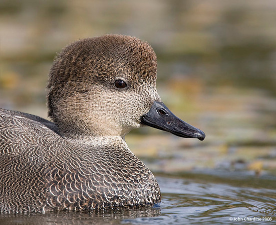 Gadwall (2498)