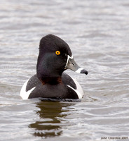 Ring-necked Duck 0571