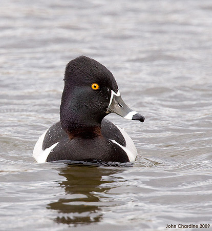 Ring-necked Duck 0571