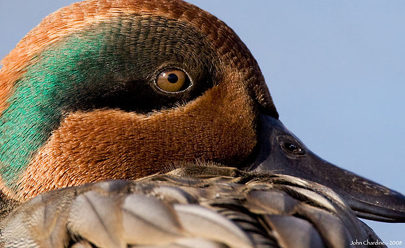 Green-winged Teal (1130)
