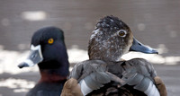 Ring-necked Duck (6922)