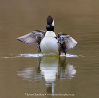 Hooded Merganser 8942