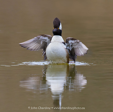 Hooded Merganser 8942