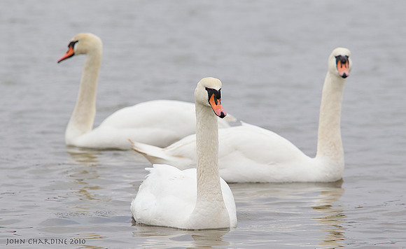 Mute Swan (2901)