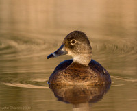 Ring-necked Duck (9399)