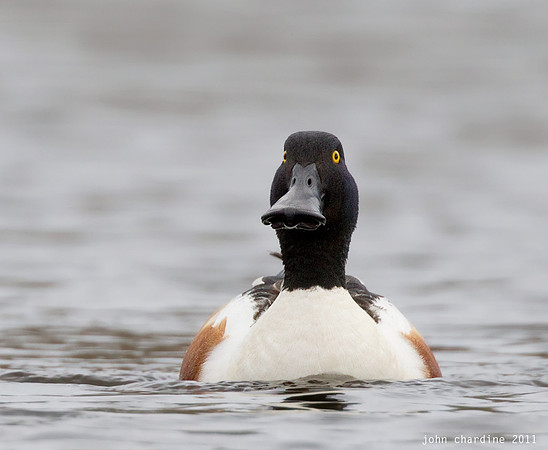 Northern Shoveler (8380)