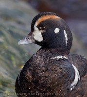 Harlequin Duck (0363)