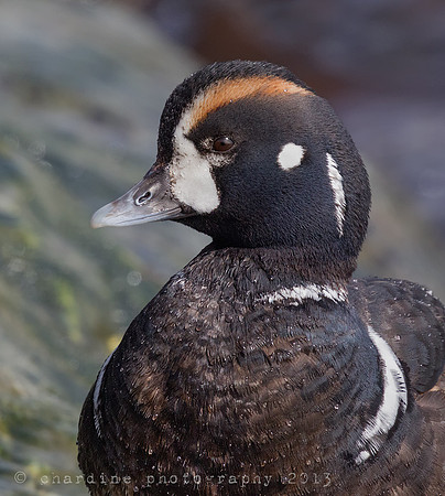 Harlequin Duck (0363)