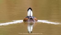 Hooded Merganser 8887