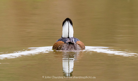 Hooded Merganser 8887
