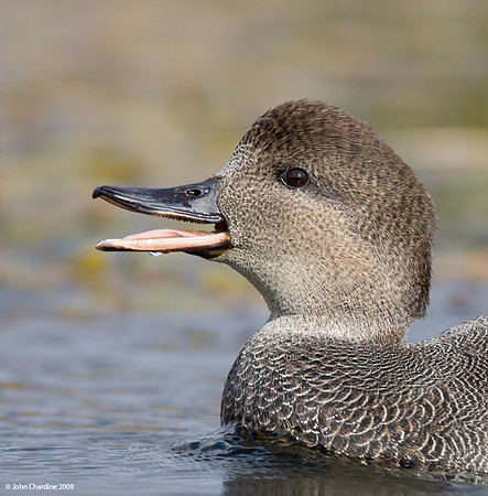 Gadwall (2492)