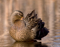 Mallard (1036)