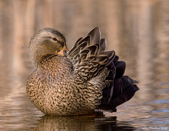 Mallard (1036)
