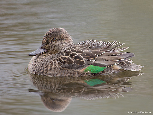 Green-winged Teal (0126)