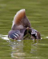 Hooded Merganser 0955
