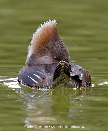 Hooded Merganser 0955
