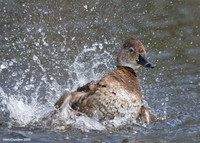 Ring-necked Duck (0561)