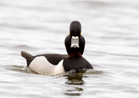 Ring-necked Duck (5542)