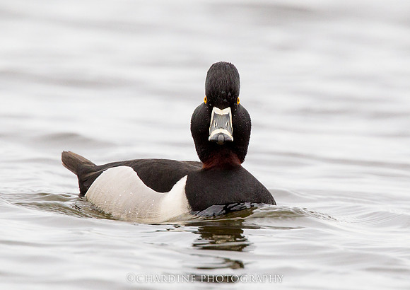 Ring-necked Duck (5542)